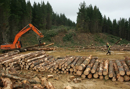 산림청은 버려진 목재를 활용하는 전기생산시대가 열린다고 밝혔다. 사진=산림청