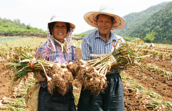 마늘농사를 짓는 농민부부 모습