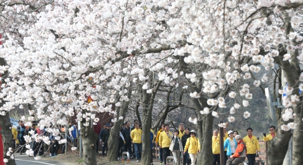 처음 열린 대청호 벗꽃 축제에 전국에서 수많은 인파들이 몰려 만개한 벚꽃길을 거닐며 봄의 정취를 만끽하고 있다.