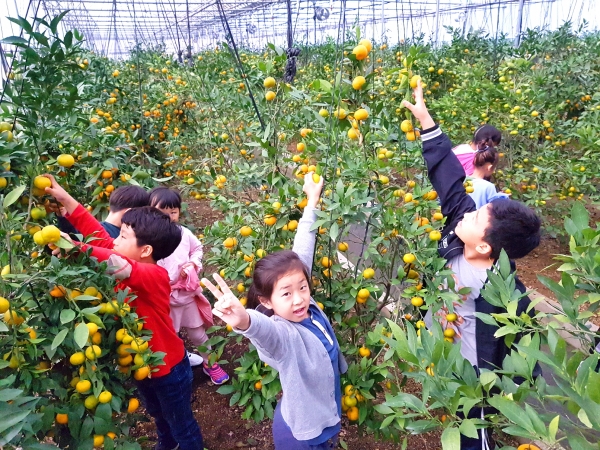 송산초 학생들의 허브하우스 귤체험 모습