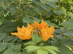 아프리카튤립나무 ‘아우레아' 노란 꽃