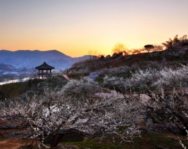 매화마을 -섬진강의봄꽃여행 왔다 장과장 블로그
