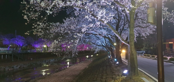 금산천 벚꽃길, 야간경관조명 모습