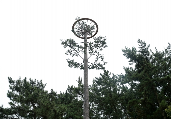 멸종위기종 황새의 새로운 서식지가 된 태안군이 천연기념물 제 199 호로 지정된 황새의 안전한 번식과 보존을 위한 인공둥지탑을 설치했다