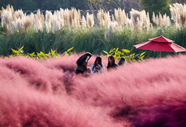 팜파스그래스와 핑크뮬리가 환상적인 풍경(태안 청산수목원)