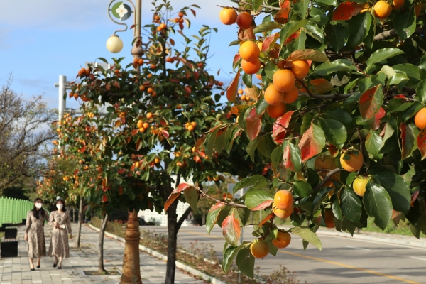 영동군 시내 감나무 가로수 모습