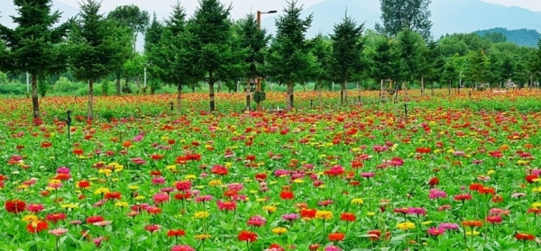 ▲늘푸른나무 블로그 캡쳐 ' 백일홍 꽃밭'