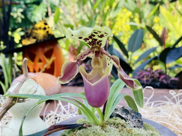 꽃이 특이한 파피오페딜룸 헨리아눔 모습