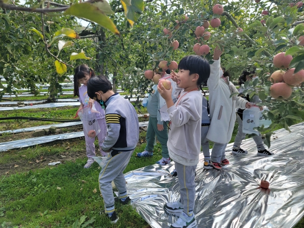 충북 보은군은 사과를 직접 수확하고 가을을 즐기며 농촌체험을 할 수 있는 ‘보은사과 수확체험’행사가 성황리에 마무리됐다고 24일 밝혔다.