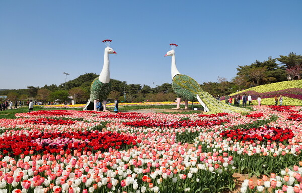 꽃과 바다의 도시’태안군에서 260만 송이의 튤립을 만날 수 있는 4월 봄꽃 축제가 펼쳐진다.