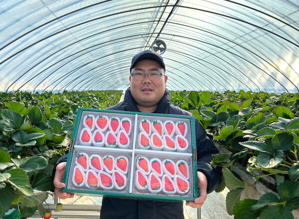 홍성군, 신품종 ‘골드베리’ K-딸기를 재배하고 있는  농업회사법인 헤테로 최이영 대표.