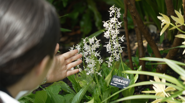 신안새우난초 모습.