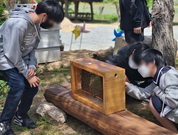 양봉 생태체험 모습.