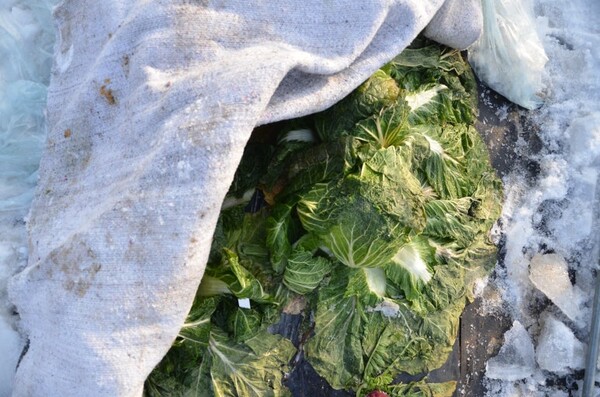 충남도 농업기술원은 오는 18일 기온이 영하 3℃까지 하락할 것으로 예보됨에 따라 이달 하순까지 수확하는 김장용 무·배추의 동해 예방법을 안내했다.