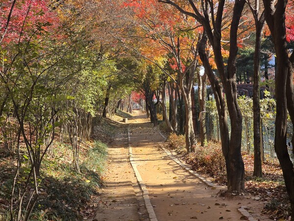 한밭수목원 맨발걷기 길 모습.